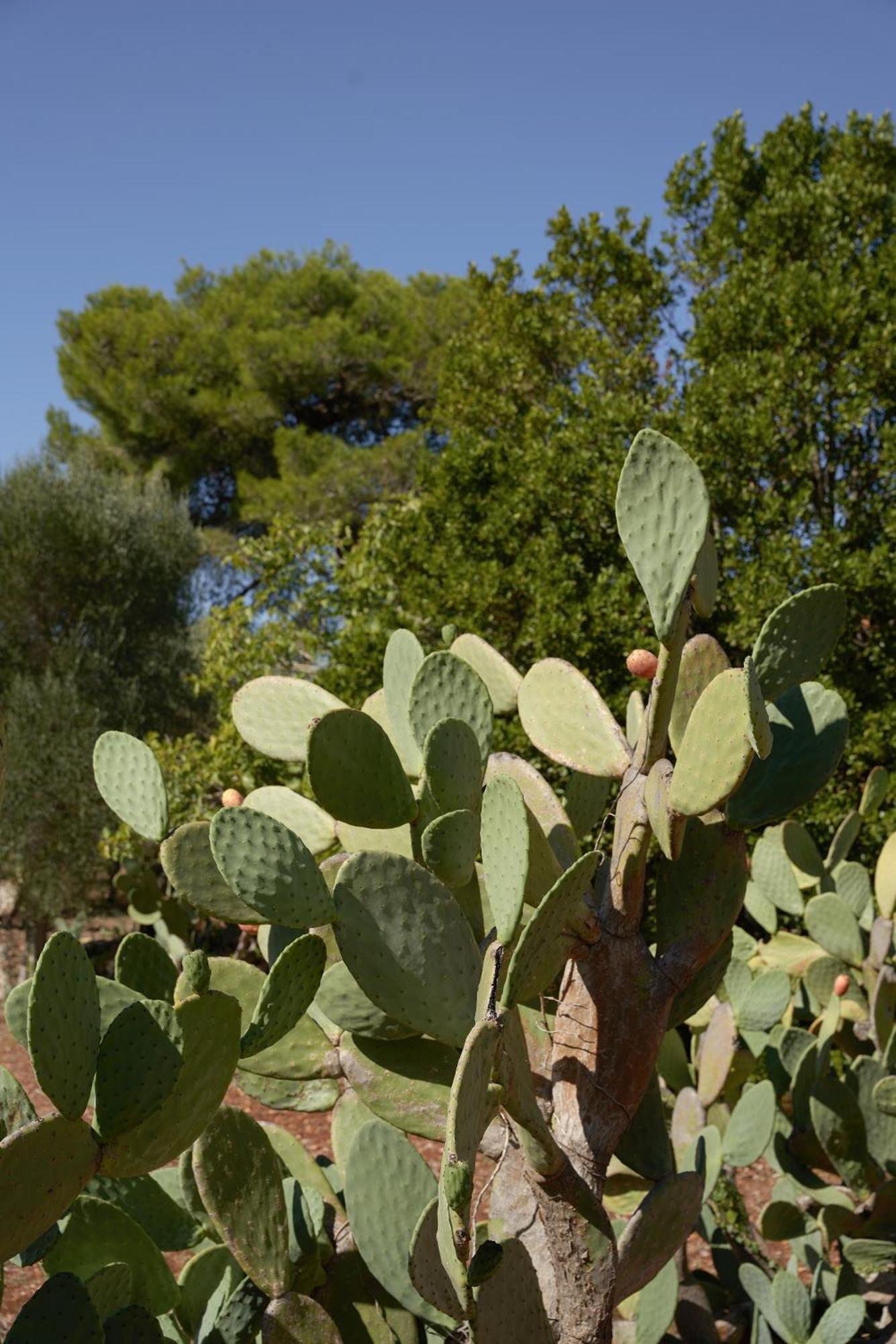 Masseria Paradiso ออสตูนี ภายนอก รูปภาพ
